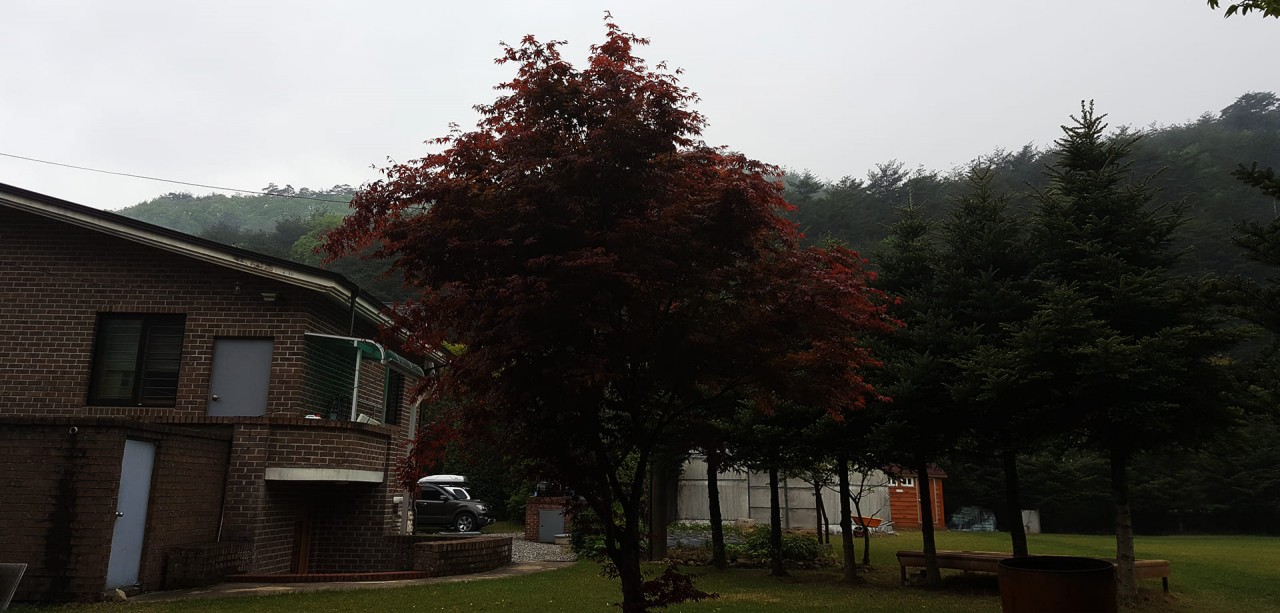 소나무와 계곡