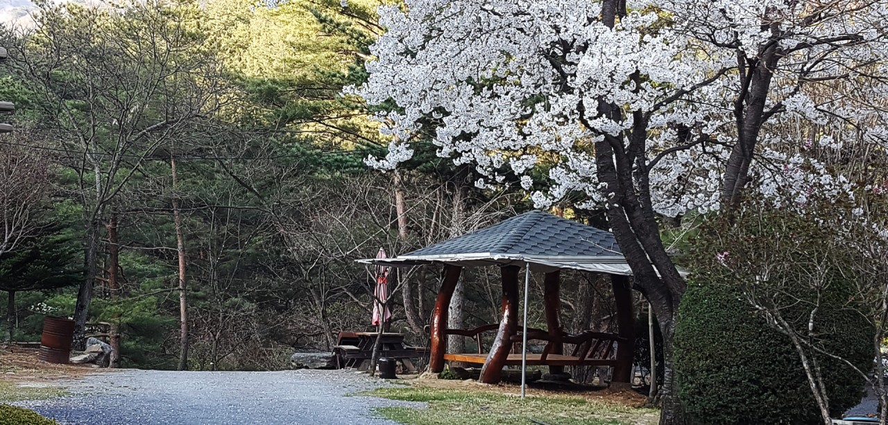 소나무와 계곡
