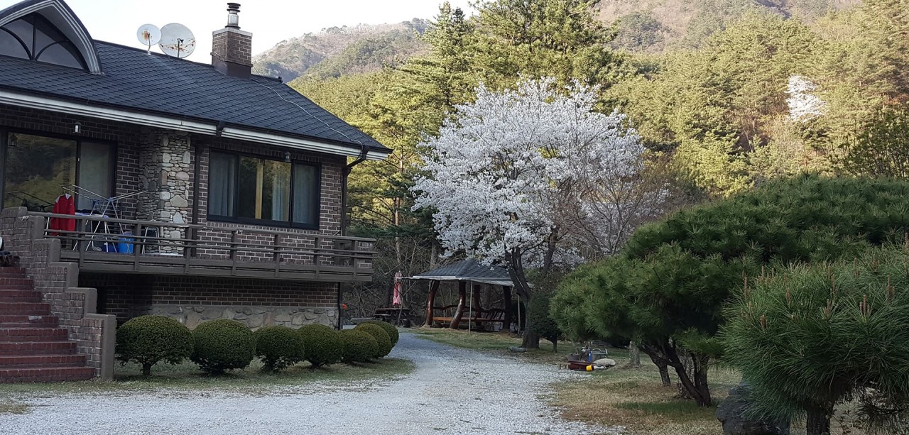 소나무와 계곡